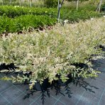 Vŕba japonská (Salix integra) ´HAKURO NISHIKI´, výška: 100-120 cm, kont. C3L